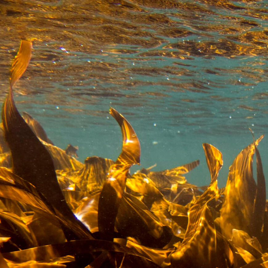 Undervannsbilde av tare