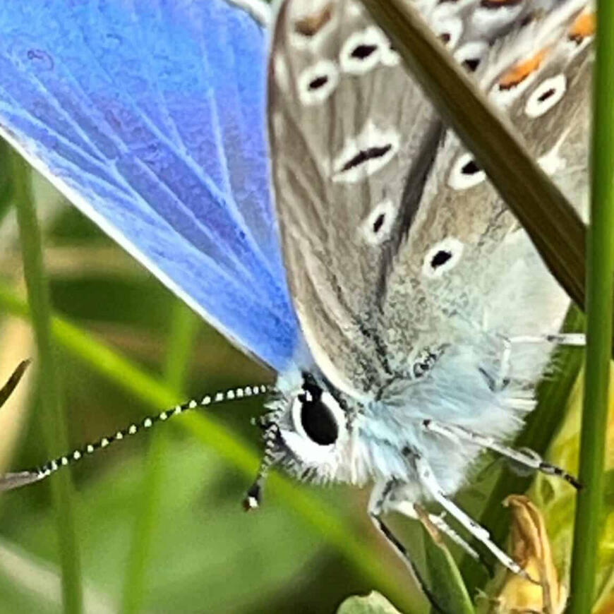 Bilde av Tiriltungeblåvinge
