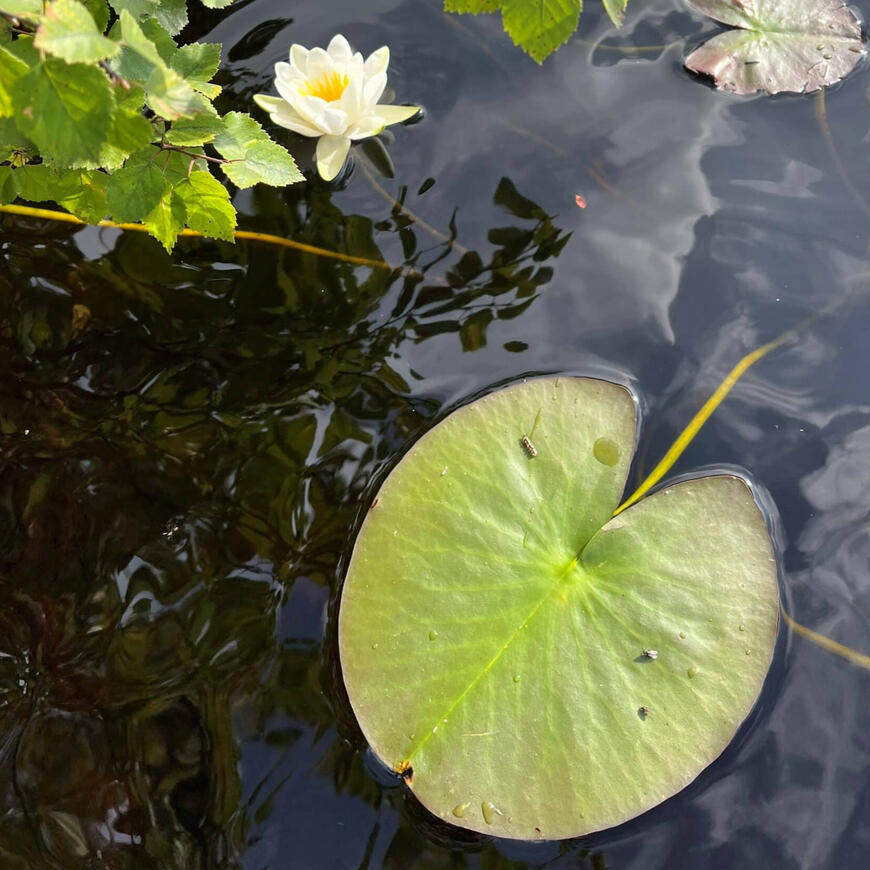 Vannlinjeblad og blomst